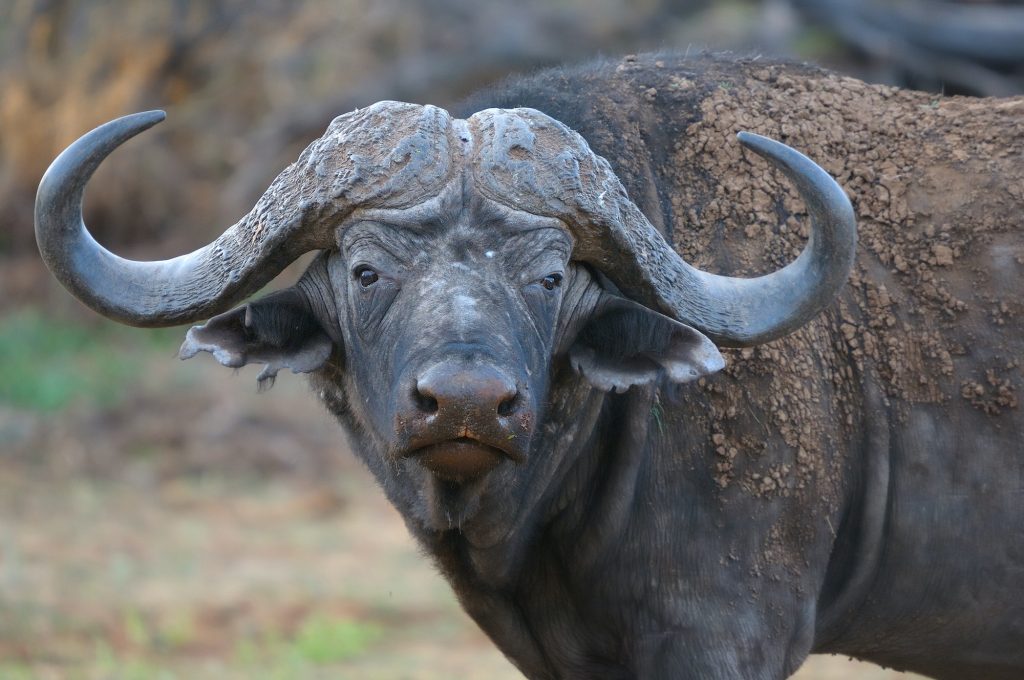 Cape buffalo