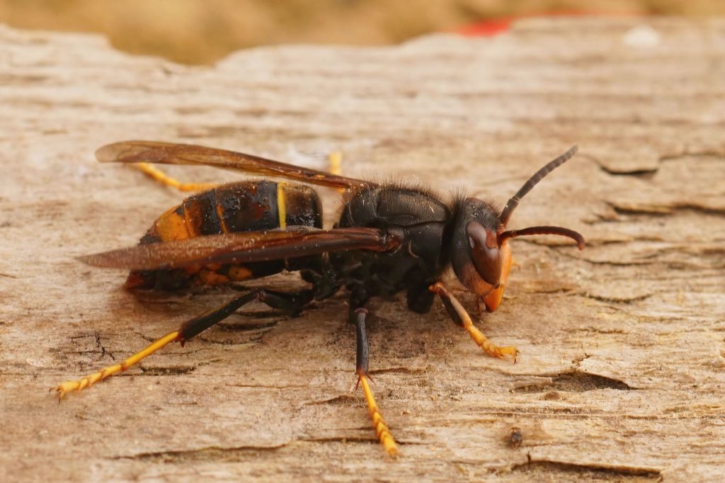 Closeup on Asian hornet , Vespa velutina an invasive species and threat to the European honeybees