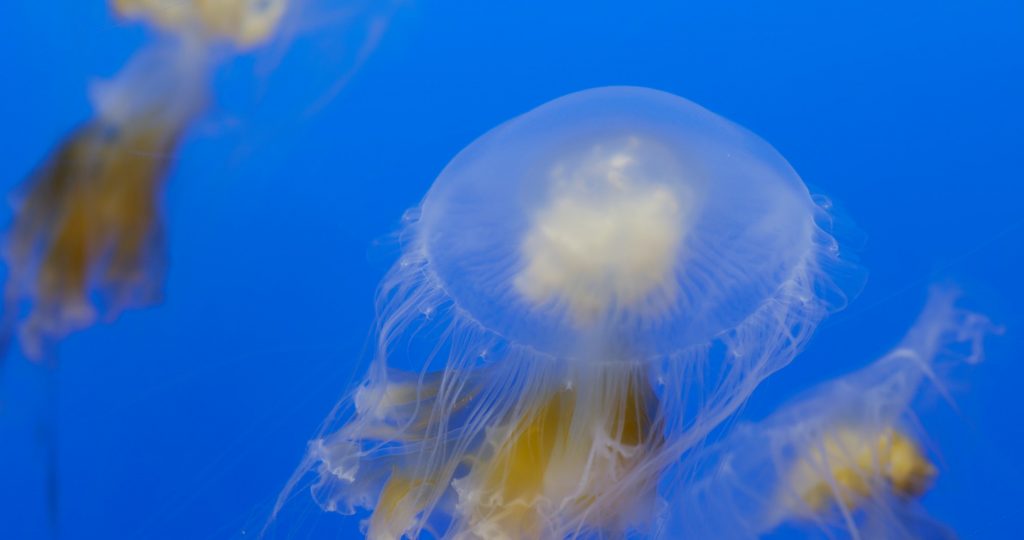 Jelly fish tank