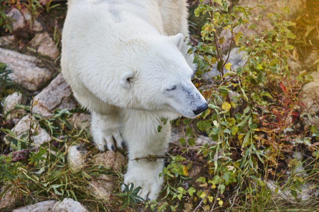 Polar bear in the wilderness. Wildlife animal background. Horizontal