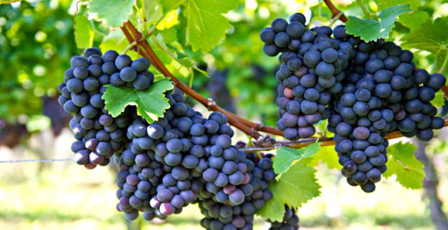 Top 10 Largest Grapes Producing States in India