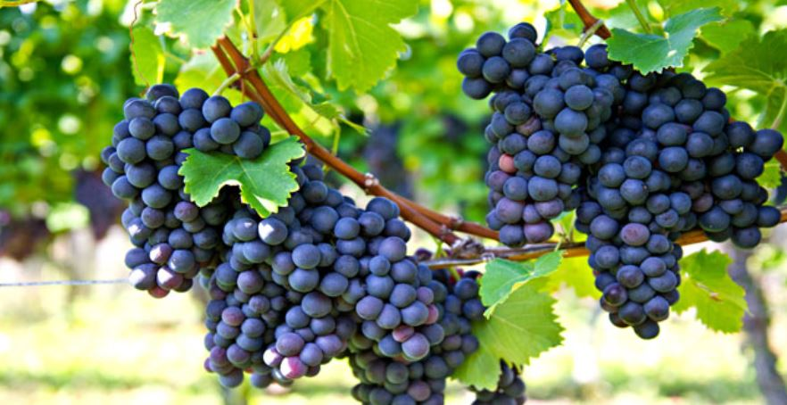 Top 10 Largest Grapes Producing States in India Top 10 Largest Grapes Producing States in India