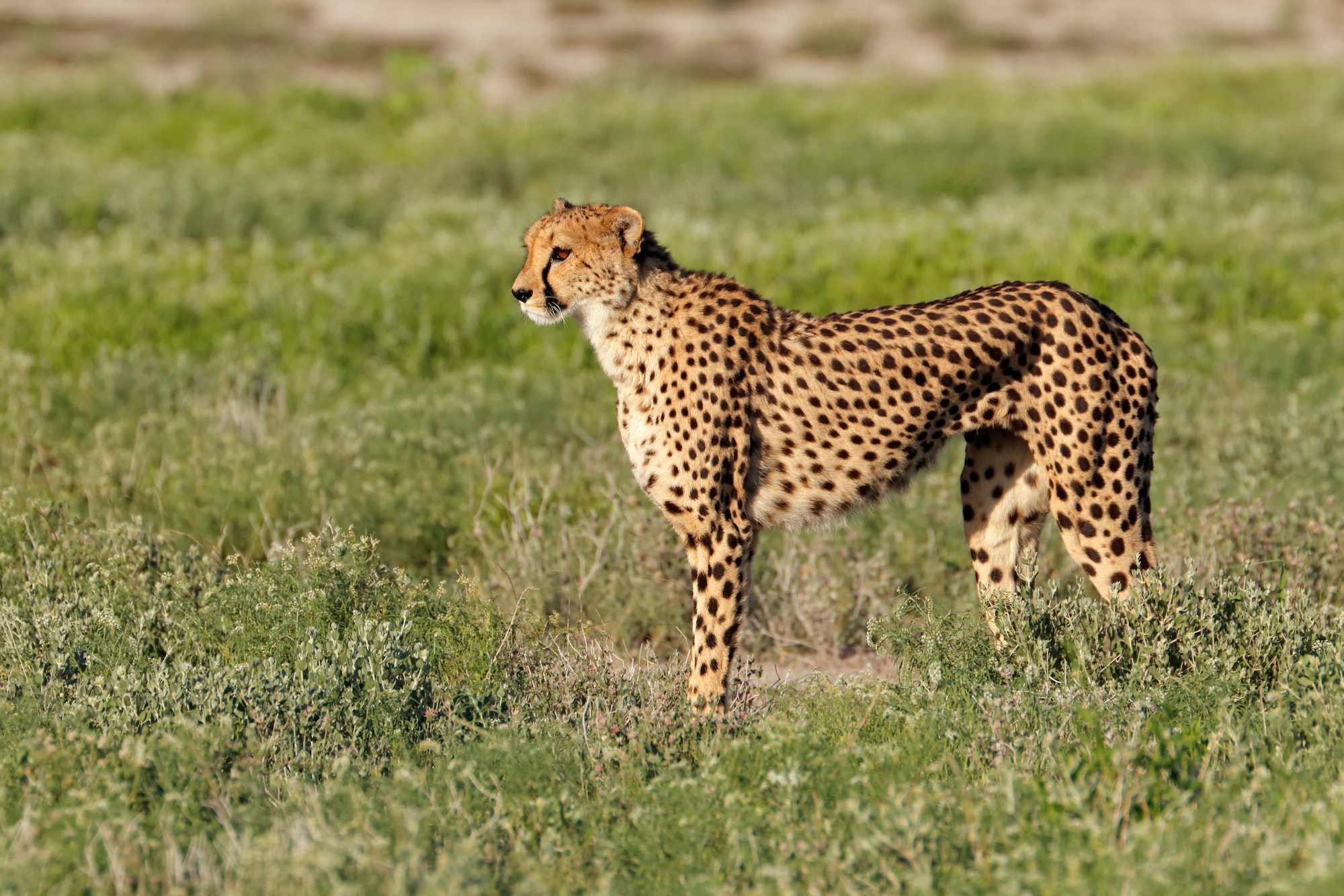 Alert cheetah on the hunt