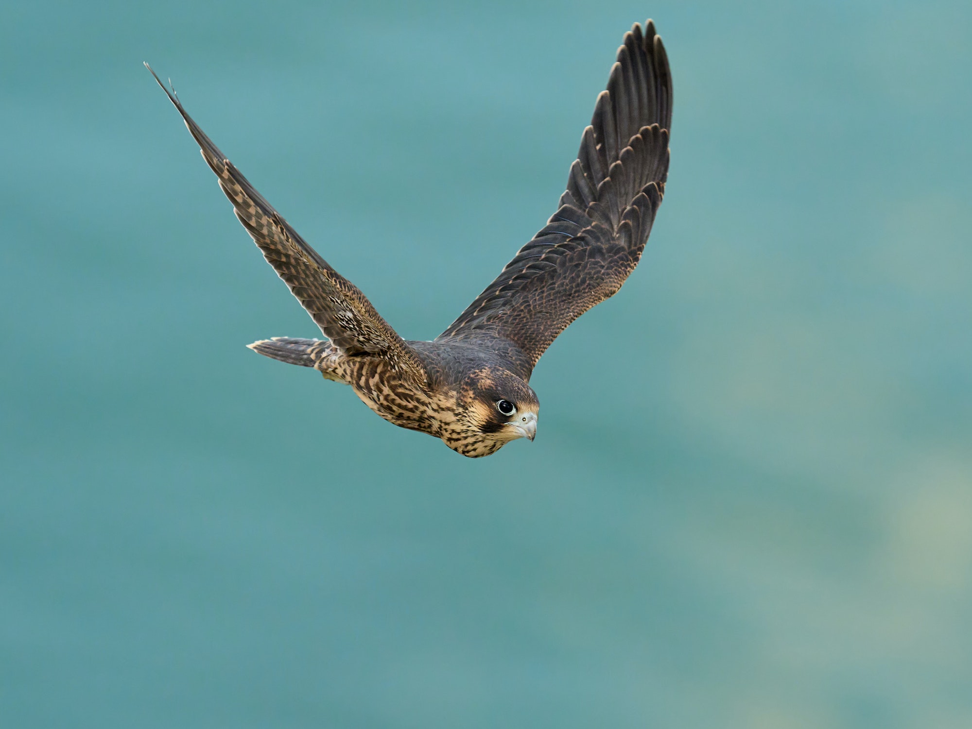 Peregrine falcon (Falco peregrinus)